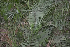 Calamus viminalis var. fasciculatus